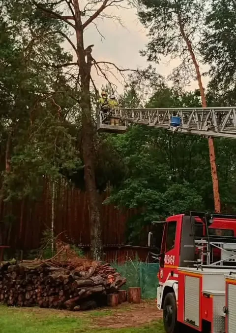 Zwisający konar w Chełście usunięty przez strażaków