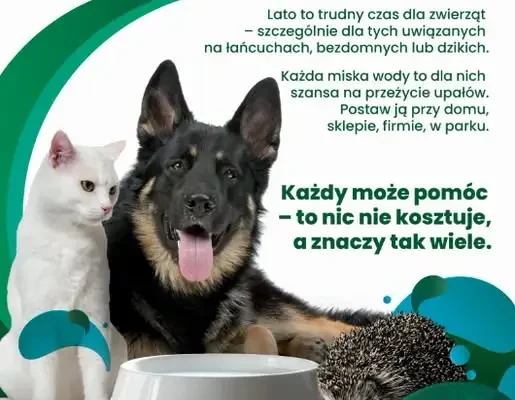Wystaw miskę z wodą dla zwierząt w upały – akcja społeczna