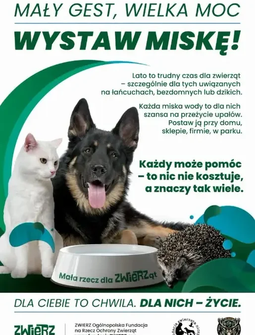 Wystaw miskę z wodą dla zwierząt w upały – akcja społeczna