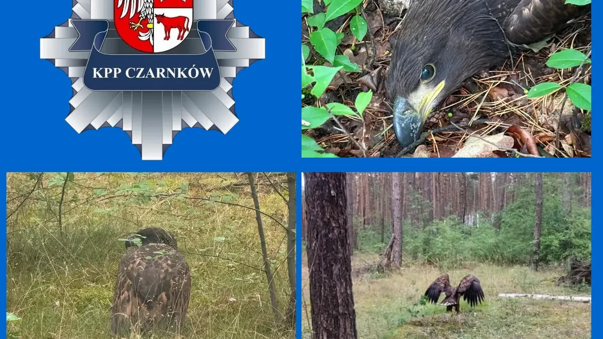 Ranny orzeł bielik uratowany dzięki szybkiej interwencji policji i fundacji