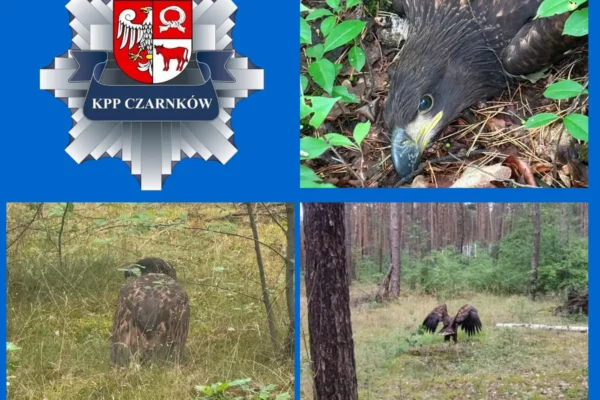 Ranny orzeł bielik uratowany dzięki szybkiej interwencji policji i fundacji