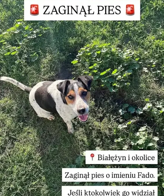 Zaginął pies Fado w Białężynie – pilny apel o pomoc