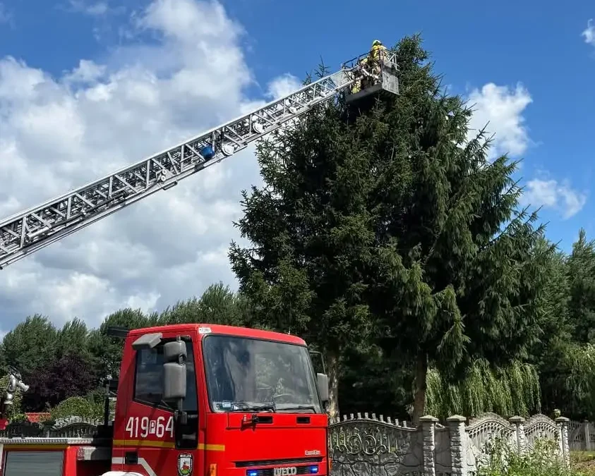 OSP Krzyż Wielkopolski usuwa pochylone drzewo w Hucie Szklanej