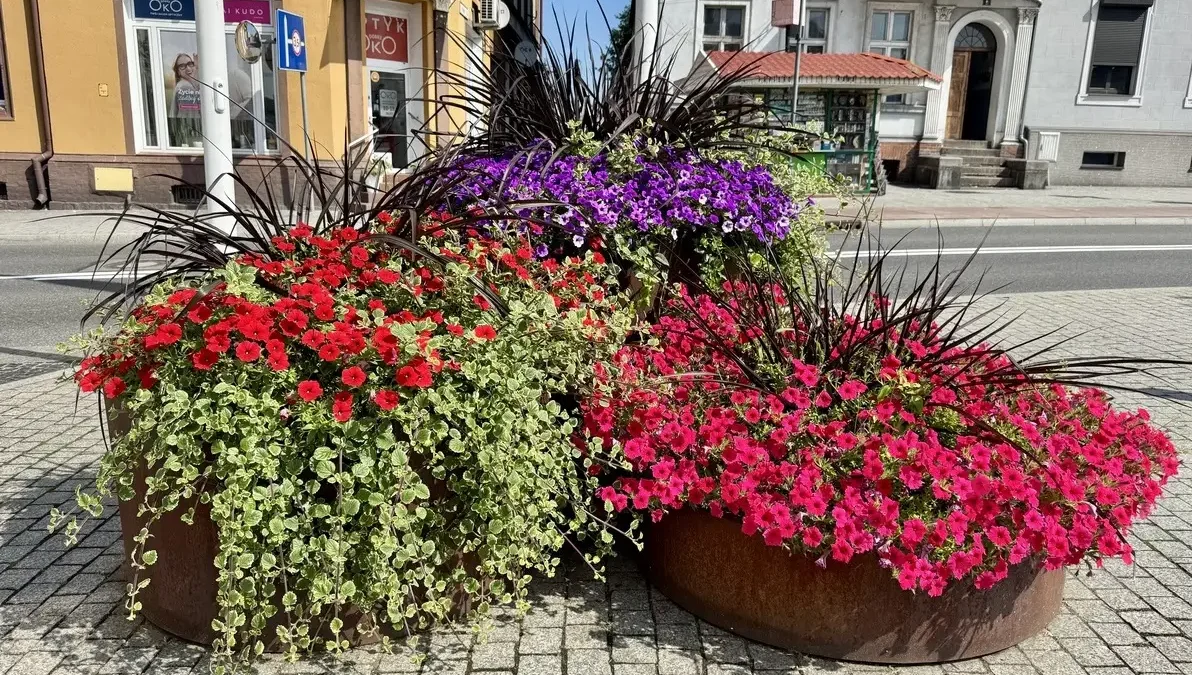 Czarnków stawia na zieleń: nowe nasadzenia, łąki kwietne i rośliny miododajne
