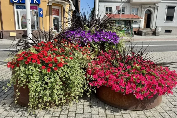 Czarnków stawia na zieleń: nowe nasadzenia, łąki kwietne i rośliny miododajne