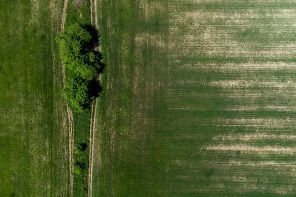 Gmina Drawsko wydzierżawi działkę rolną w Pęckowie. Sprawdź warunki