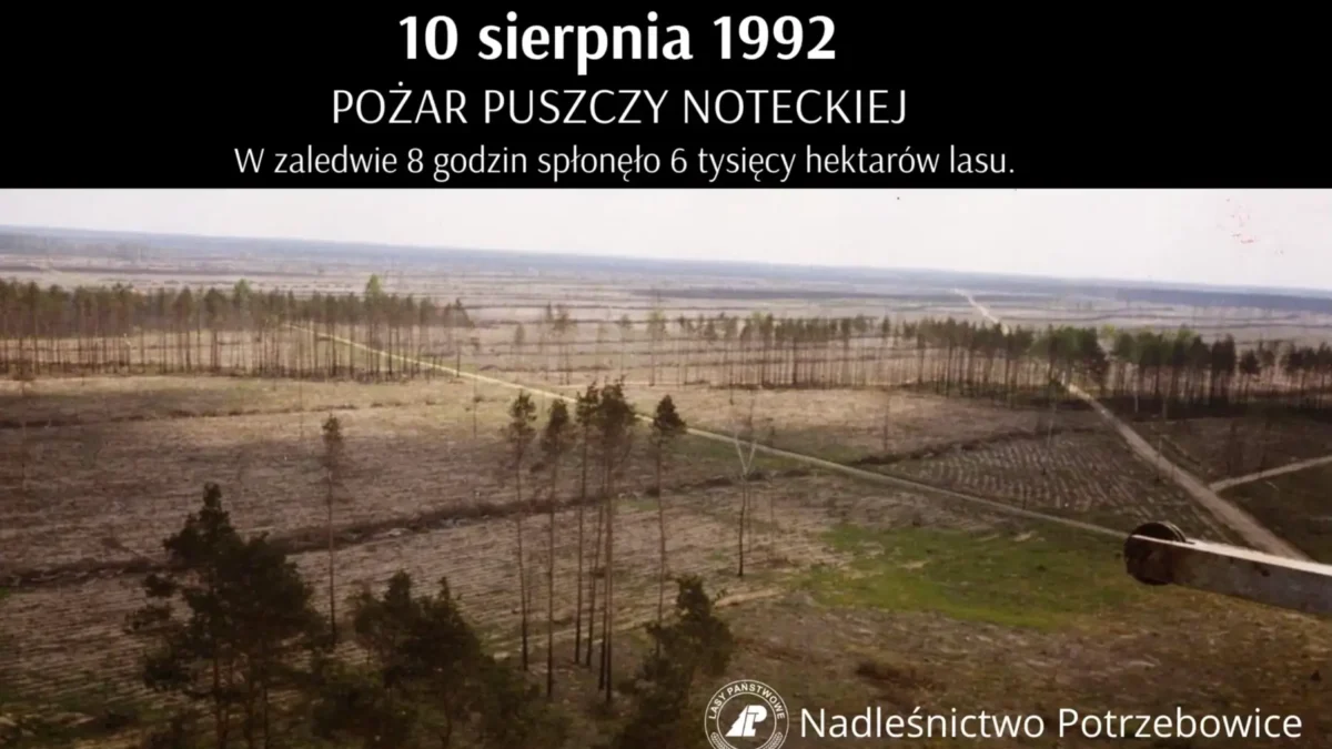 Pamięć o pożarach Puszczy Noteckiej: Arboretum w Potrzebowicach symbolem odrodzenia