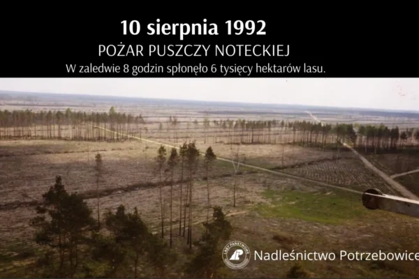 Pamięć o pożarach Puszczy Noteckiej: Arboretum w Potrzebowicach symbolem odrodzenia