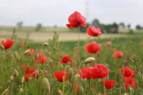 Dożynki Gminne we Wrzącej – święto plonów w gminie Trzcianka