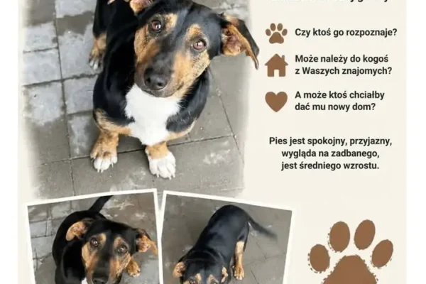 Znalazł się pies w Gminie Czarnków – szuka nowego domu