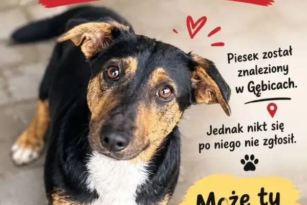 EDEK wciąż czeka na dom – pies z Gębic szuka nowej rodziny