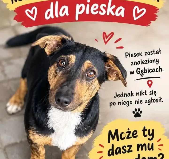 EDEK wciąż czeka na dom – pies z Gębic szuka nowej rodziny