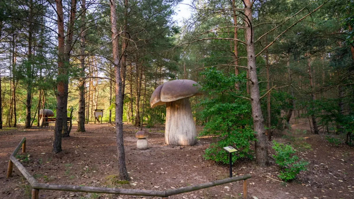 Park Grzybowy w Piłce przejdzie metamorfozę dzięki unijnemu wsparciu